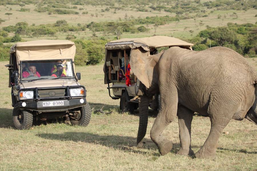 Elephant and hippo in Maasai Mara — HWF habitat protection project