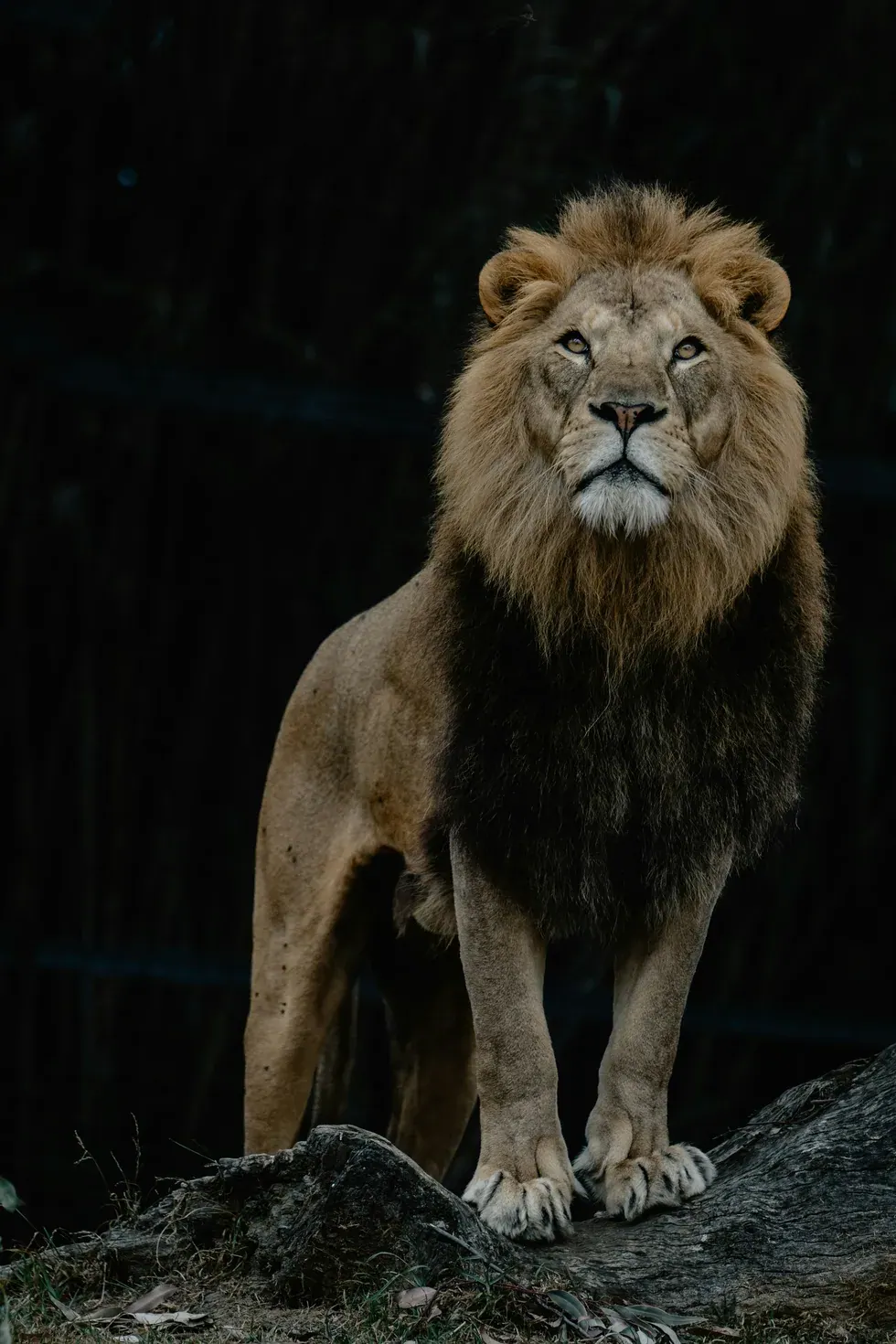 A male lion standing on a log